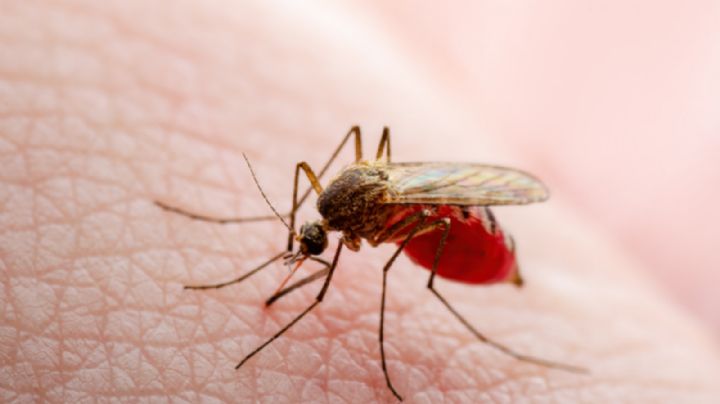 Aumentan 47% los casos de dengue durante la última semana en NL