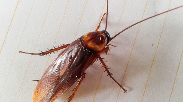 ¿Por qué los insecticidas han quedado obsoletos para matar a las cucarachas?