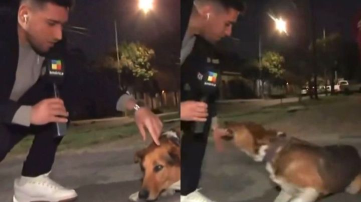 Video: Reportero es mordido por un perro en plena trasmisión en vivo