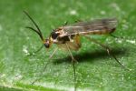 ¿Qué es el Oropouche, virus transmitido por mosquitos que aún no tiene vacuna?