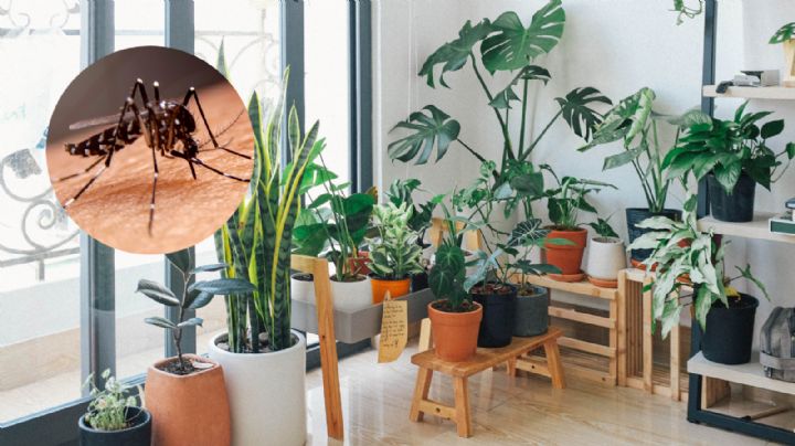 3 plantas que puedes tener en tu casa para alejar a los mosquitos        