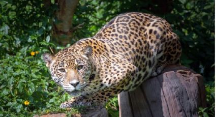 Nuevo León se une al estudio del jaguar con 45 cámaras trampa