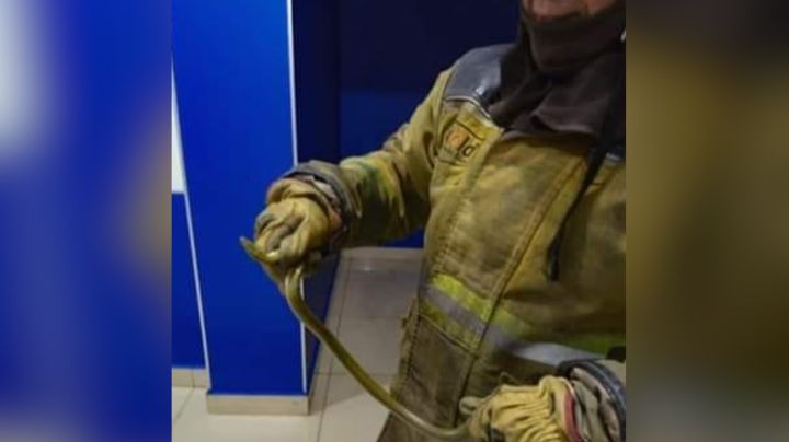 Desalojan sala de cine en León tras aparición de serpiente