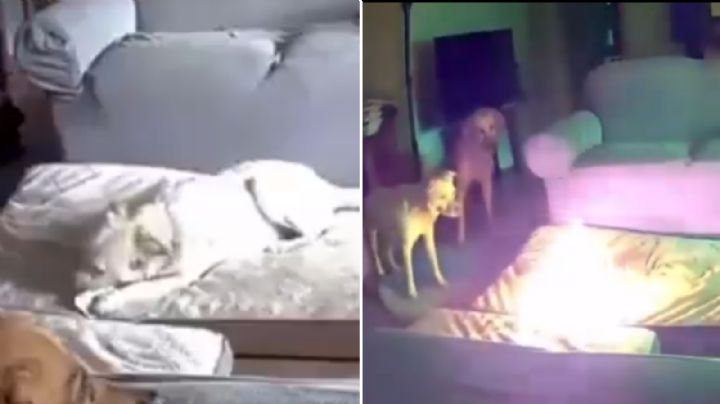 Video: Perrito ocasiona incendio mientras jugaba con batería portátil