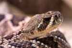 ¿Cuáles son los números de emergencia para llamar si se aparece una serpiente en mi casa?