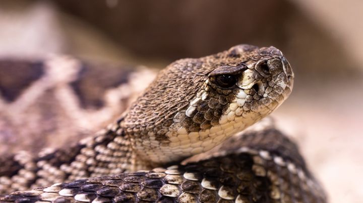 ¿Cuáles son los números de emergencia para llamar si se aparece una serpiente en mi casa?