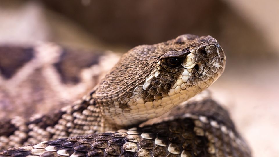 Serpiente de cascabel