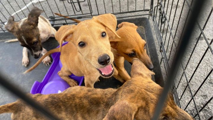 Organizan show de comedia en Guadalupe a favor de perritos sin hogar