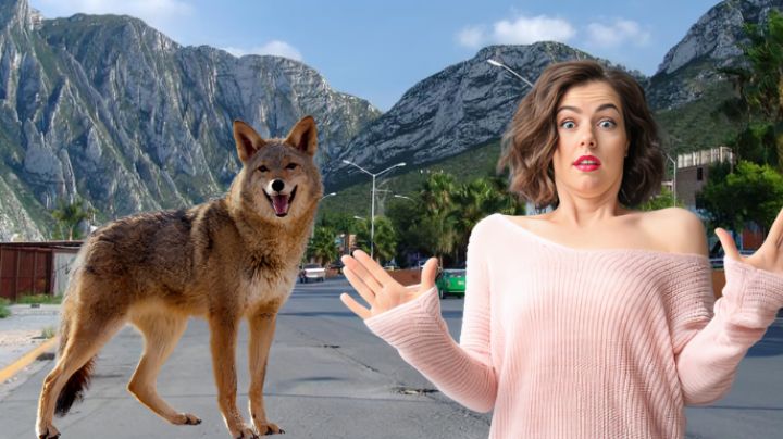 ¿Cómo debo actuar si se me aparece un coyote en las calles de Nuevo León?