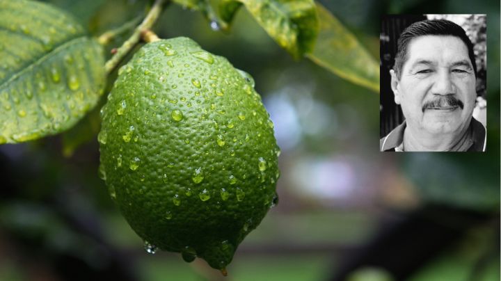 Matan a empresario limonero que se negó a pagar derecho de piso en Michoacán