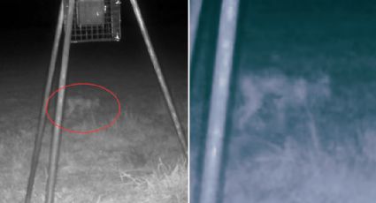 Cámara trampa capta supuesto skinwalker en Dallas