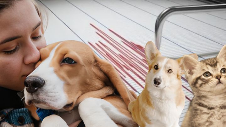 ¿Cómo proteger a las mascotas durante un sismo en México?