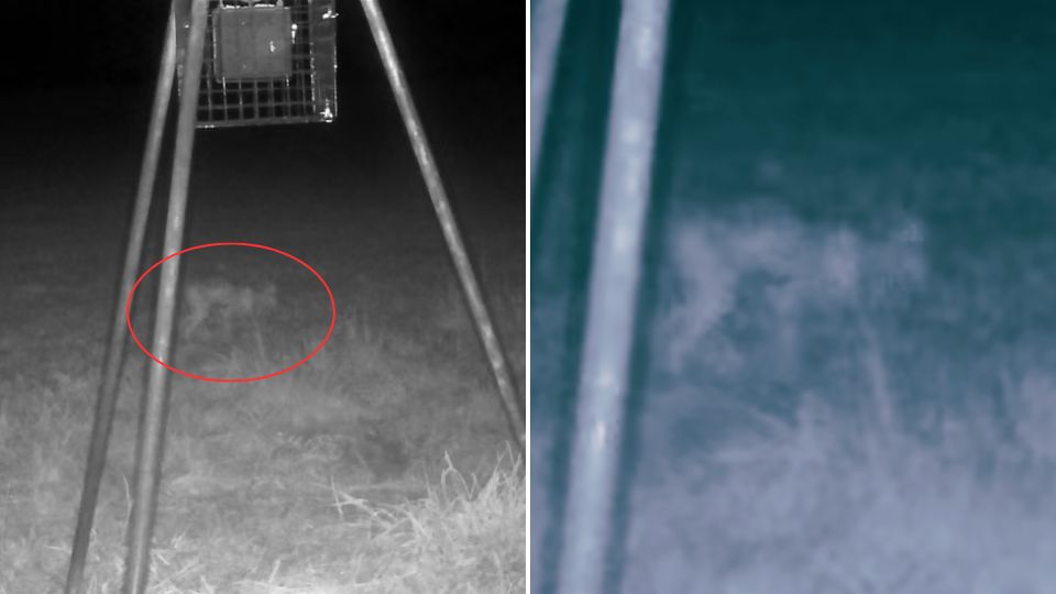 Presunto skinwalker captado por cámara trampa