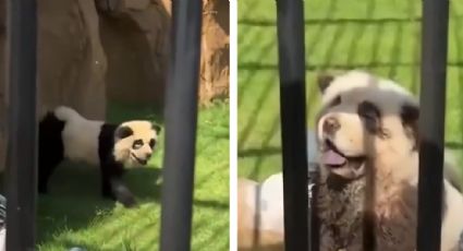 Zoológico de China admite que sus 'pandas' eran perros pintados