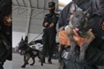 Esta es la nueva camada del Escuadrón Binomio Canino K9 de Fuerza Civil