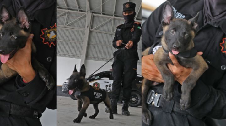 Esta es la nueva camada del Escuadrón Binomio Canino K9 de Fuerza Civil