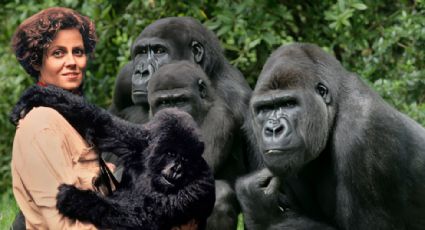 Día mundial del gorila: Dian Fossey, la investigadora que dedicó su vida a estudiar esos animales