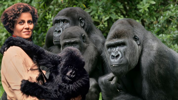 Día mundial del gorila: Dian Fossey, la investigadora que dedicó su vida a estudiar esos animales