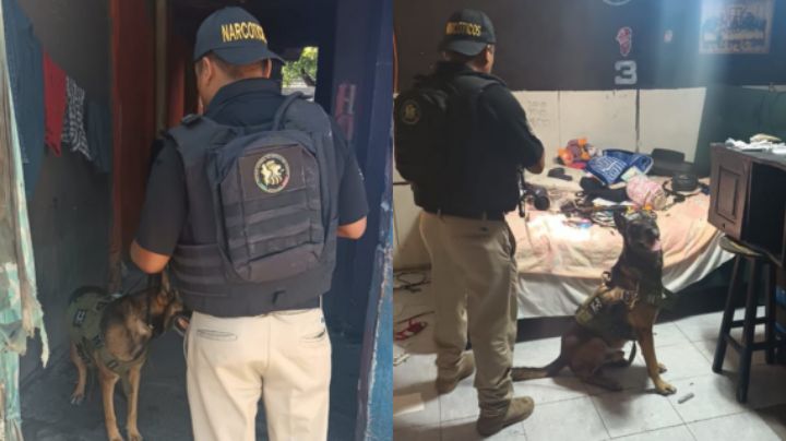 Con binomios caninos catean vivienda en San Nicolás y encuentran droga