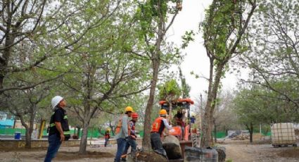 Estado se propone plantar 500 mil árboles para 2025