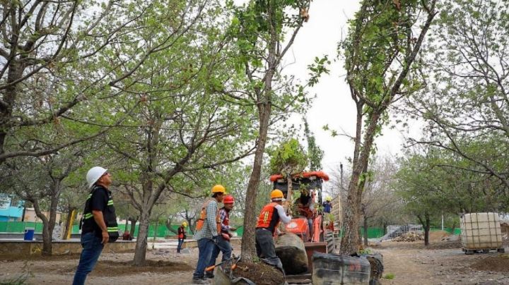 Estado se propone plantar 500 mil árboles para 2025