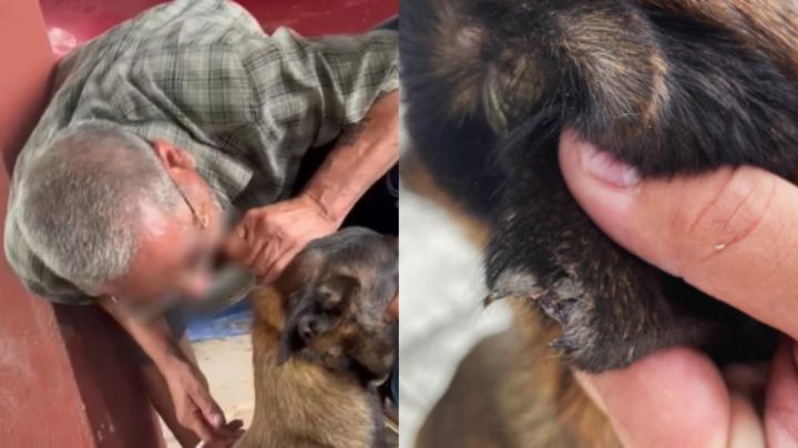 Rescatan a perro con oreja amputada en Villaldama, NL