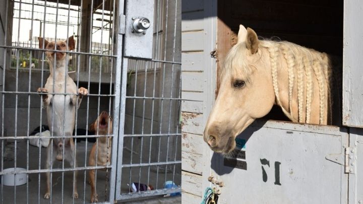Refugios de animales en Los Ángeles se encuentran al borde del colapso