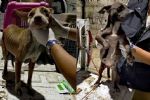 Rescatan a tres perritos en estado de desnutrición en vivienda de Guadalupe