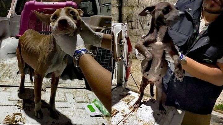 Rescatan a tres perritos en estado de desnutrición en vivienda de Guadalupe