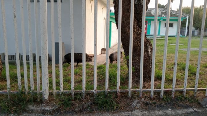 Captan a jabalís merodeando en secundaria de Monterrey