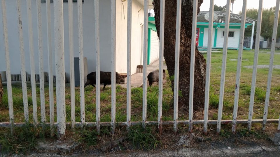 Jabalíes dentro de una secundaria en Monterrey