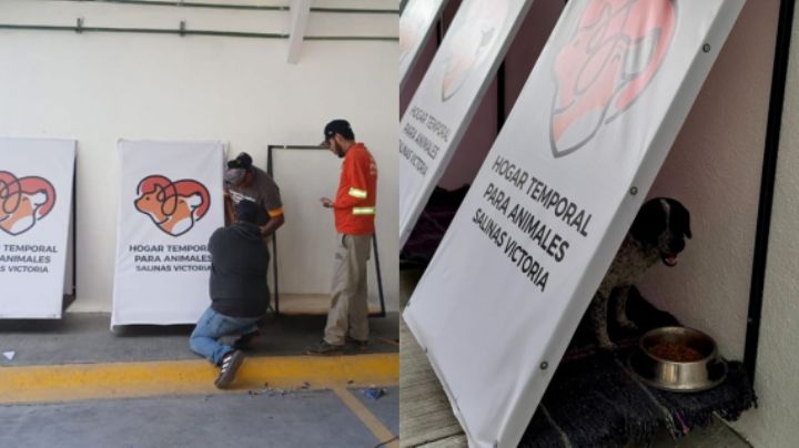 Instalan en Salinas Victoria refugios para que perros y gatos no pasen frío