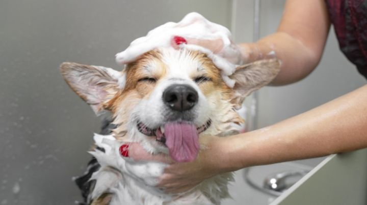 ¿Cómo bañar a mi perro en temporada de frío? 5 consejos clave para lograrlo