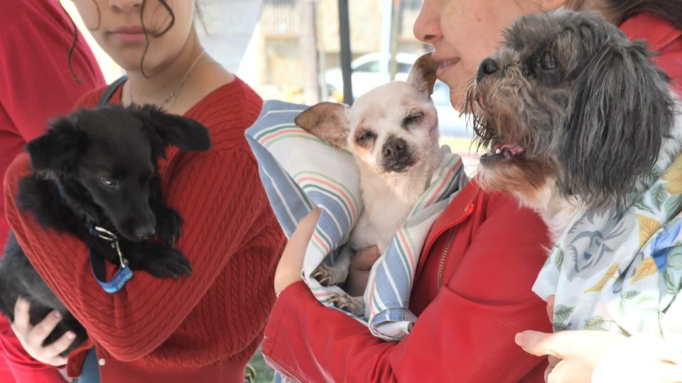 Monterrey brinda apoyo a mascotas ante las bajas temperaturas en NL.