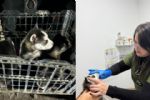 Paran venta clandestina de caninos en mercado rodante de Escobedo