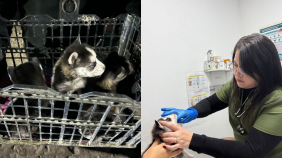 Al menos tres cachorros de la raza husky fueron rescatados en un mercado rodante que se encontraba en la colonia Laderas de San Miguel, del municipio de Escobedo, donde los tenían a la venta.