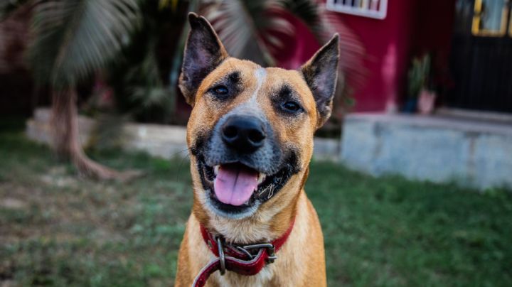 Diputado desmiente a alcalde de Reynosa de no atender iniciativas de protección animal