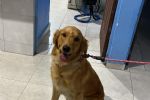 Buscan a 'Molly' en Escobedo; pirotecnia la asustó y se salió de su casa