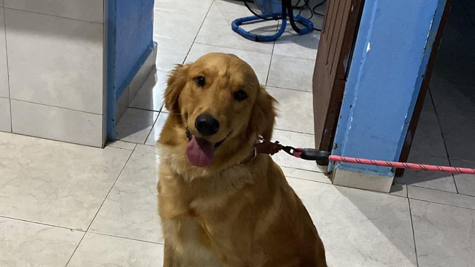 'Molly' se salió de su casa en Escobedo, asustada por la pirotecnia que fue lanzada por Año Nuevo