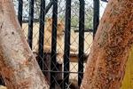 Leona mata a un hombre en un zoológico de Tamaulipas