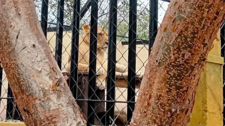 Leona mata a un hombre en un zoológico de Tamaulipas