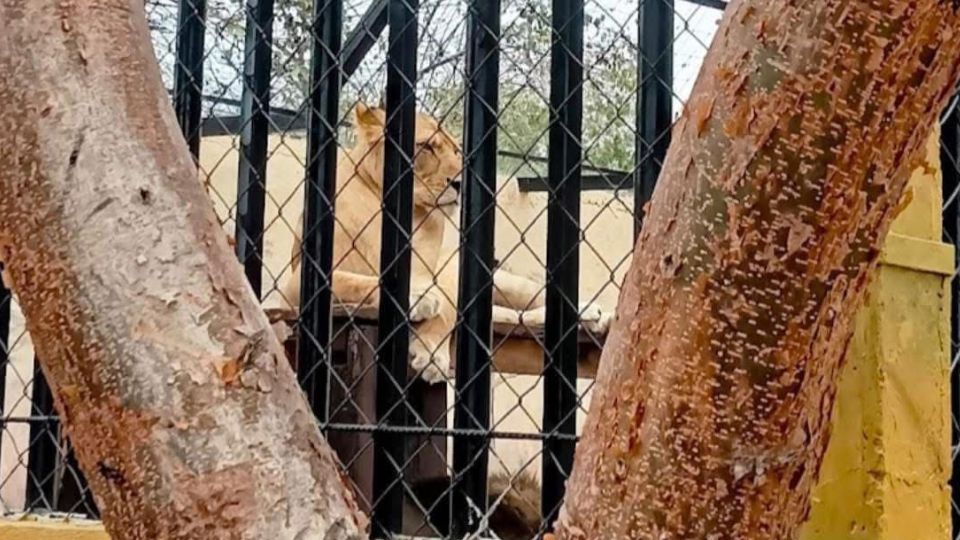 León mata a un trabajador del zoológico de Altamira.