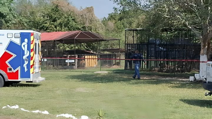 ¿Qué pasó con la leona que mató a su cuidador en zoológico de Tamaulipas?