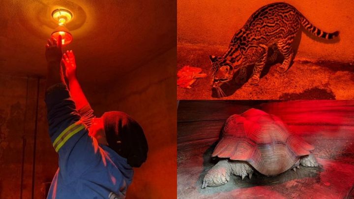 Activan protocolos de protección en el Zoológico Tamatán ante bajas temperaturas