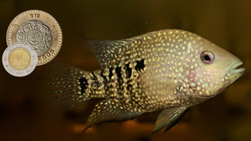 Mojarra copetona