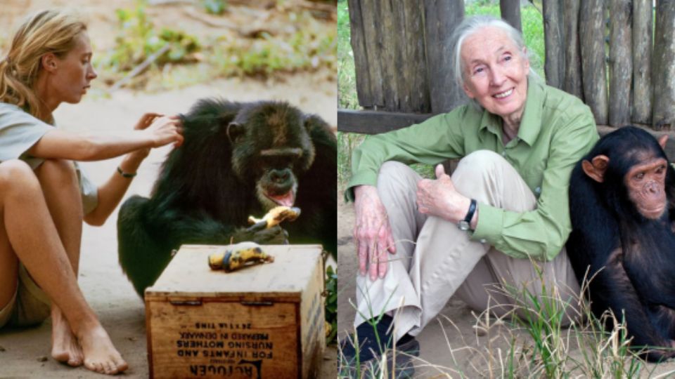 Jane Goodall (1934 - 2025).