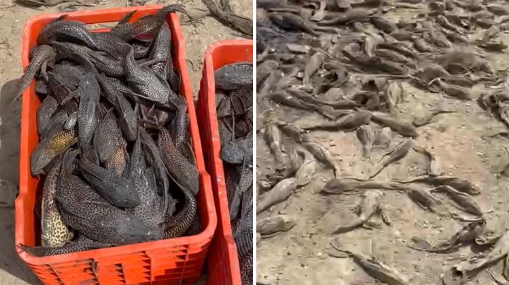 Pez diablo ‘reina’ en NL: Pescan decenas de ellos en presa El Cuchillo