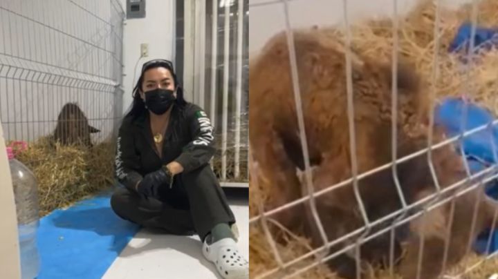 Mina presenta ligeros avances, pero su estado es crítico por desnutrición: Fundación Invictus