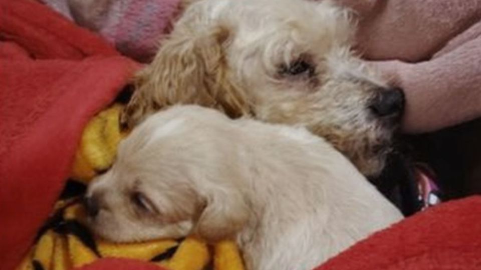 'Cereza' y su cachorro 'Cerecito' ya fueron adoptados.