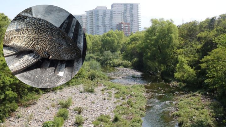¿Estaban anidando? Captan peces diablo en el río La Silla